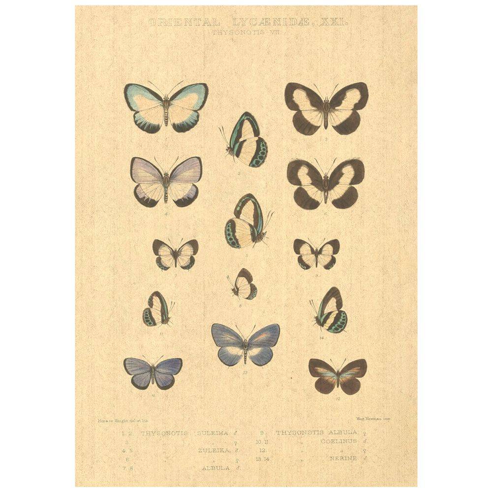 Flax Art Poster | Encyclopedia Butterfly A | FWP-AP-EN2A